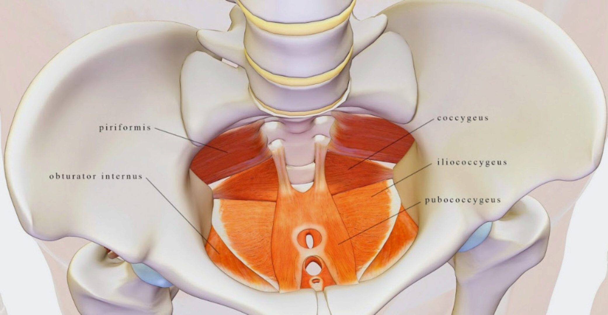 [KinesioPro] Вебинар Мышцы тазового дна и кор: алгоритм восстановления и тренировки (Марина Осокина)