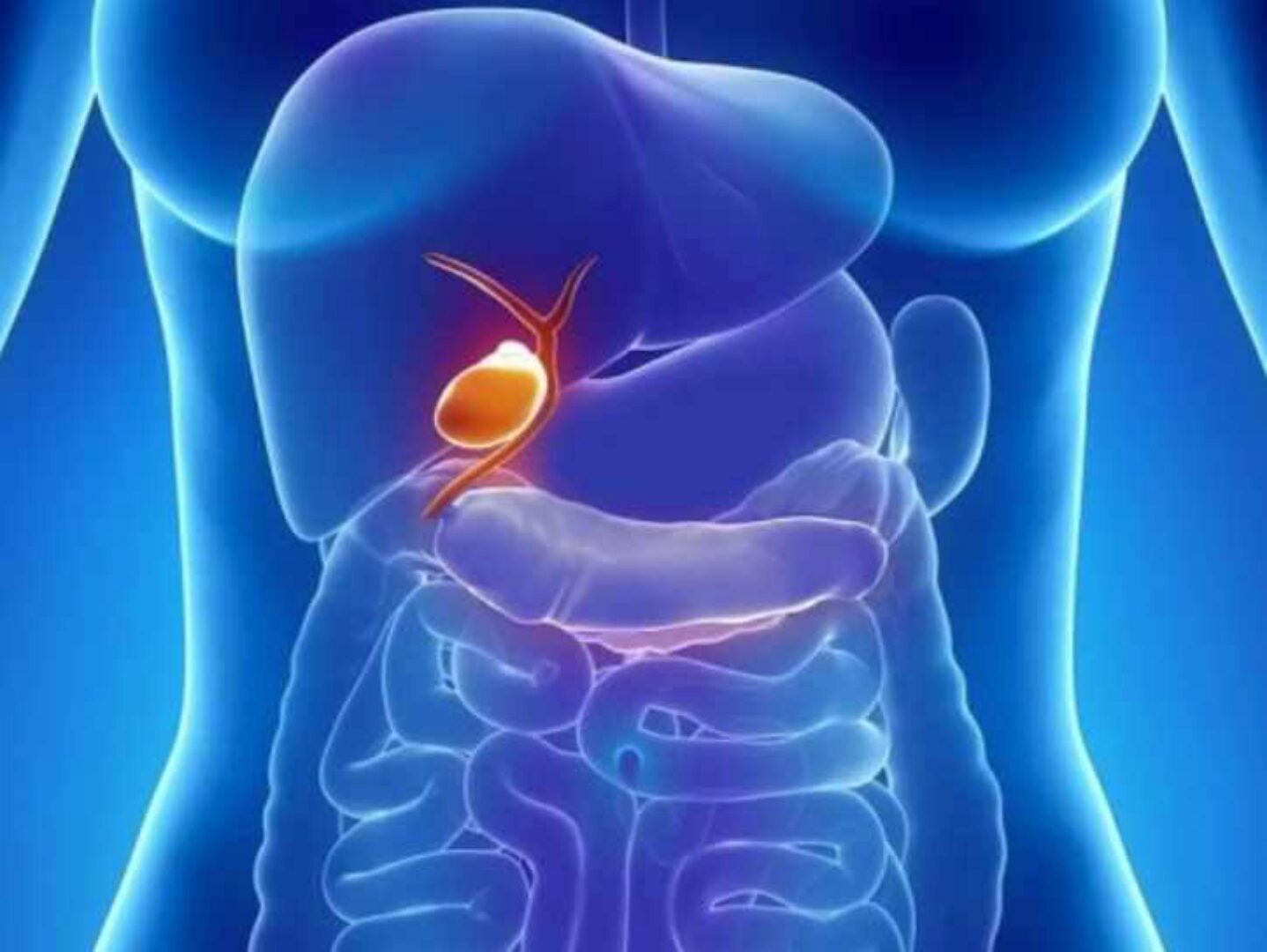 [Первая школа биохакинга] Желчный пузырь (Ирина Баранова, Лариса Щербина)