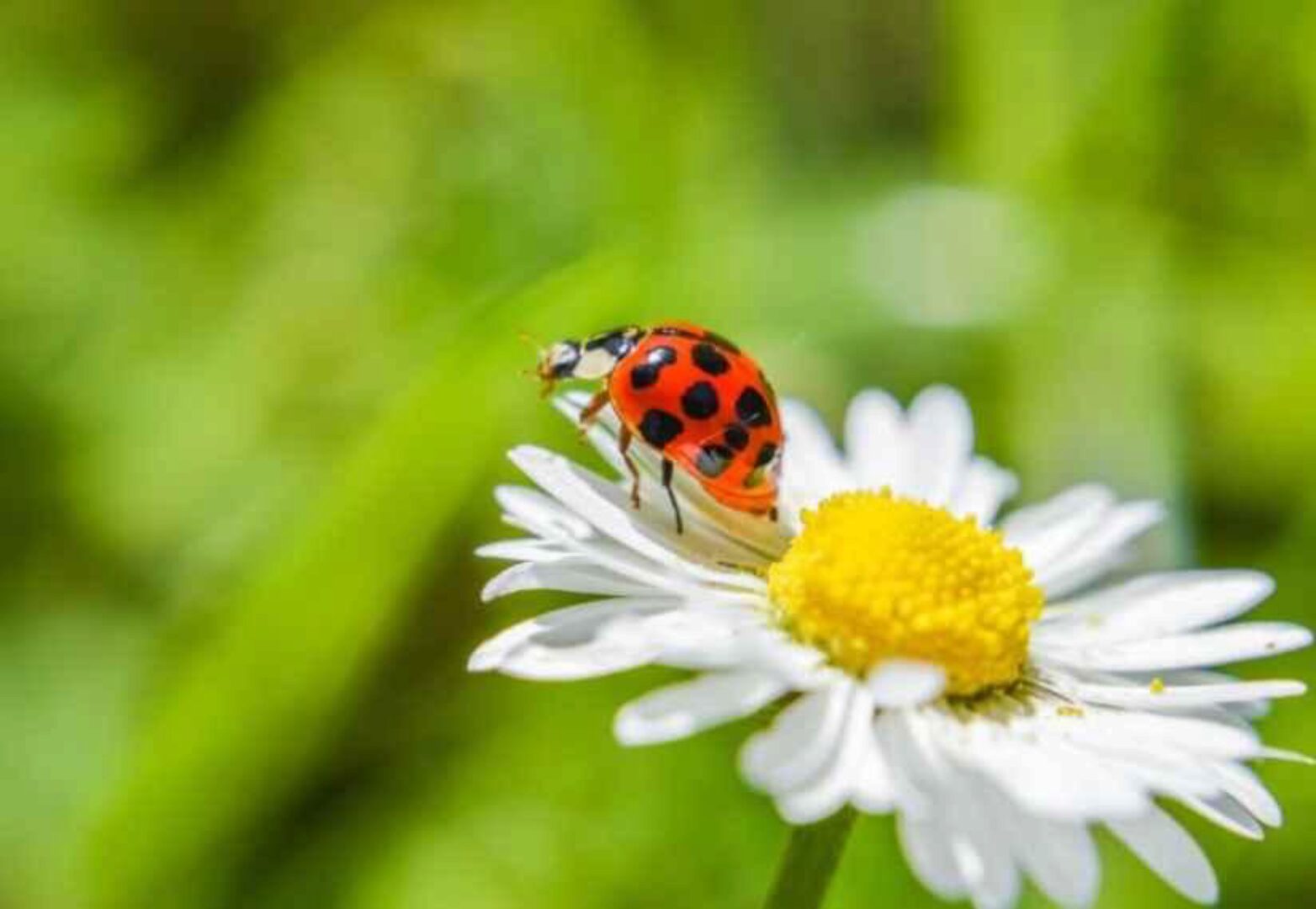 Расстановки желаний (Елена Веселаго)