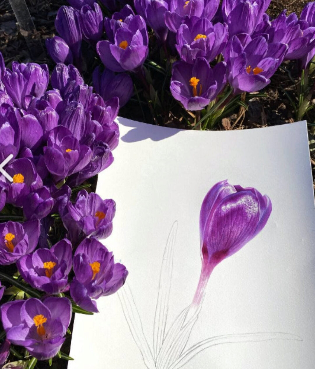 [Lectoroom] Ботаническая живопись. Реализм (Светлана Лансе)