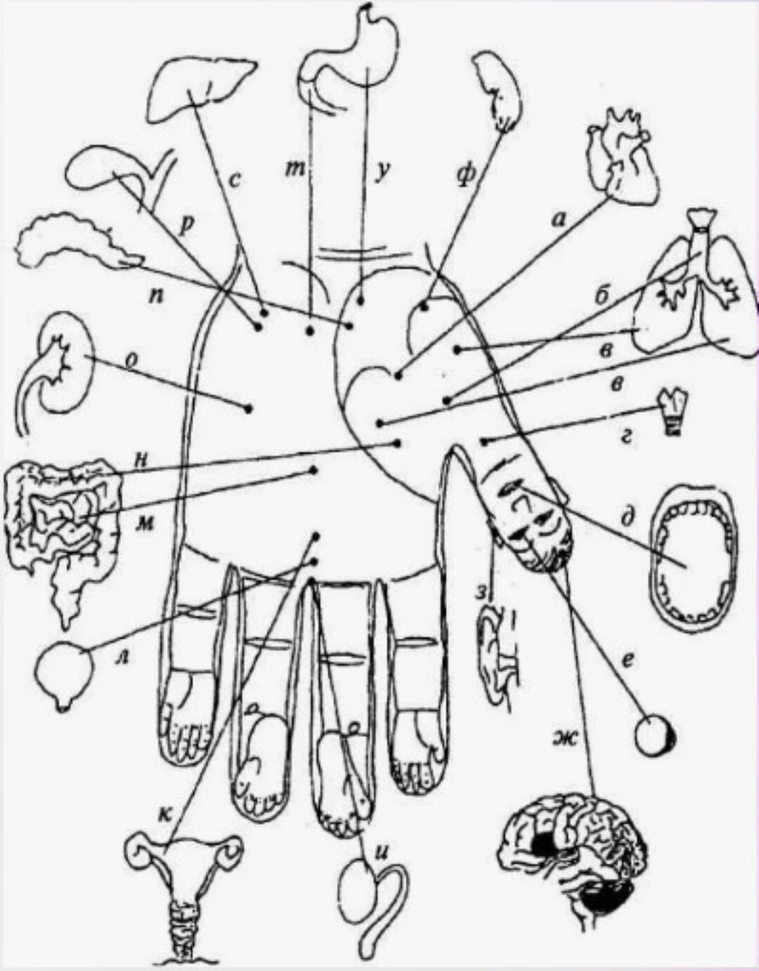 Лечение заболеваний ушей и носа методами Су Джок (Лада Боровикова)