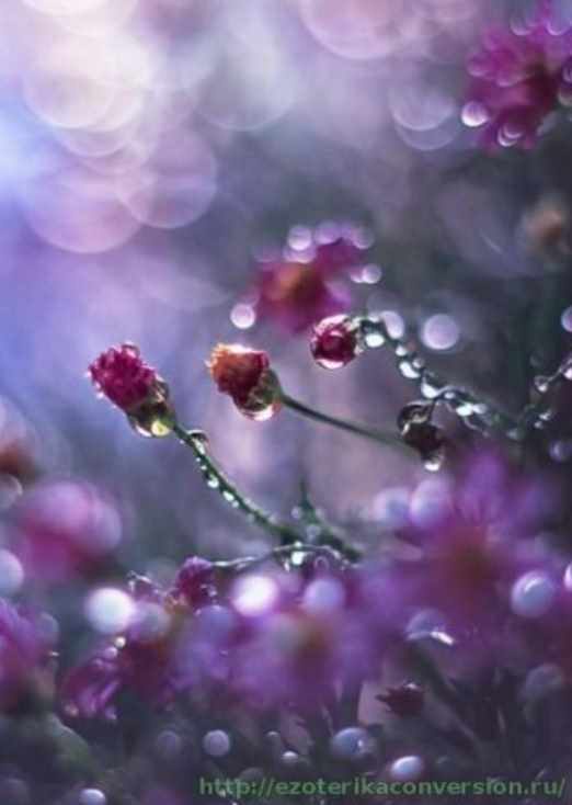 Полномочие После дождя (Николь Ланнинг)