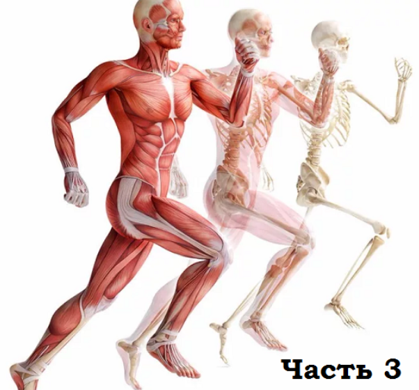 Нейтральность, осанка и мышечно-скелетные асимметрии. Часть 3 Релаксация. Работа с вниманием и ощущениями (Александр Волоткевич)