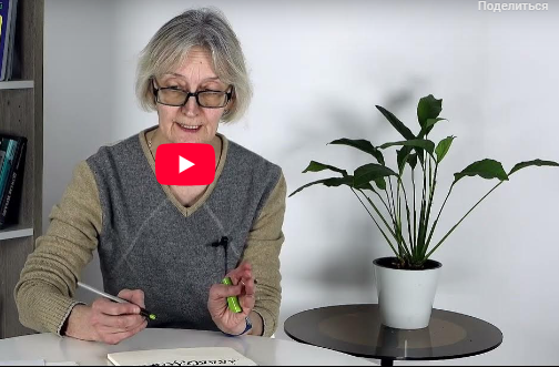 [Инфоурок] Каллиграфия: полуустав и скоропись