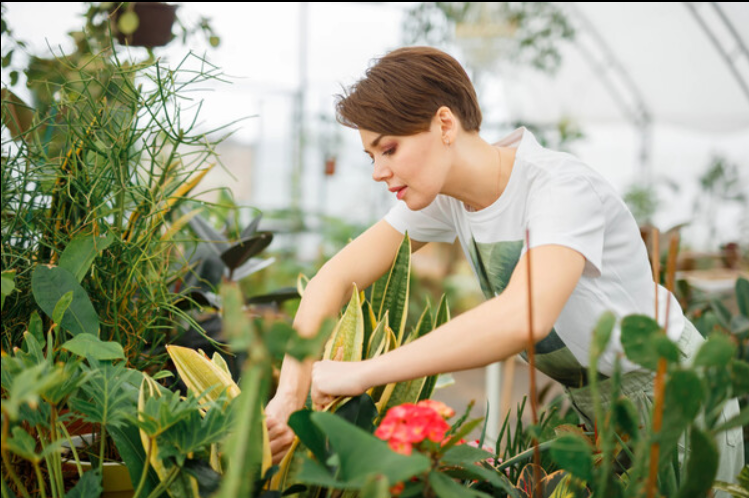 [Plants Zasteklom] Интенсив Реанимация растений (Натали Серова)